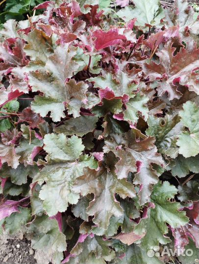 Гейхера Сашей, Тирамису и др