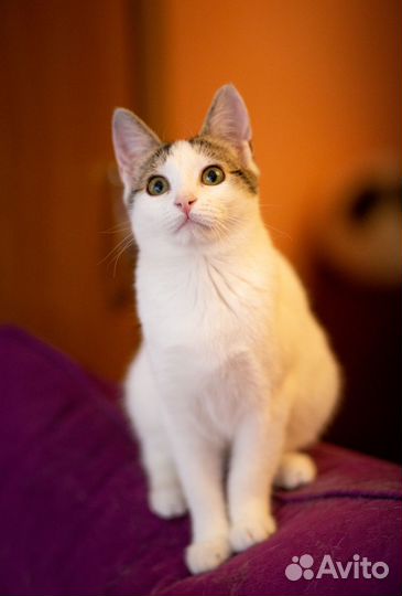 Котенок в добрые руки