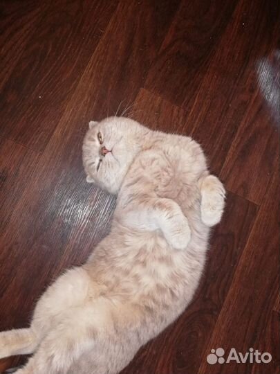 Кот Шотландский вислоухий
