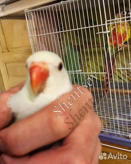 Птенцы ожерелового попугая