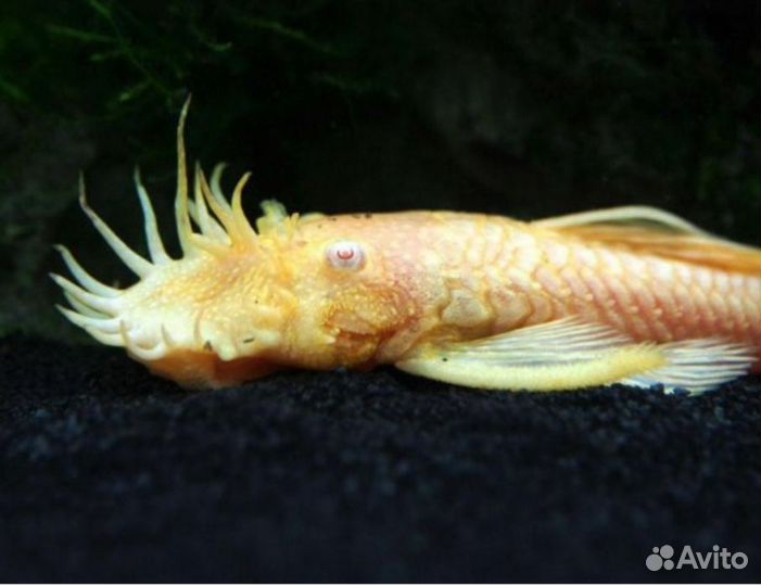 Сомики анциструсы