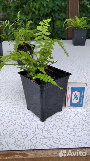 Редкие садовые растения