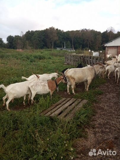 Продам дойных коз