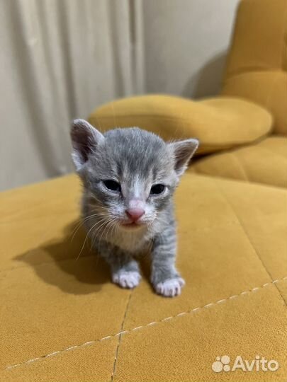 Котенок в добрые руки