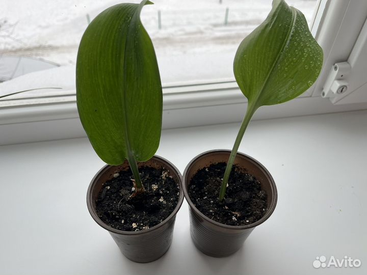 Комнатные растения