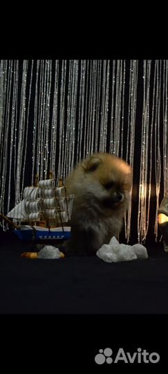 Щенки шпица