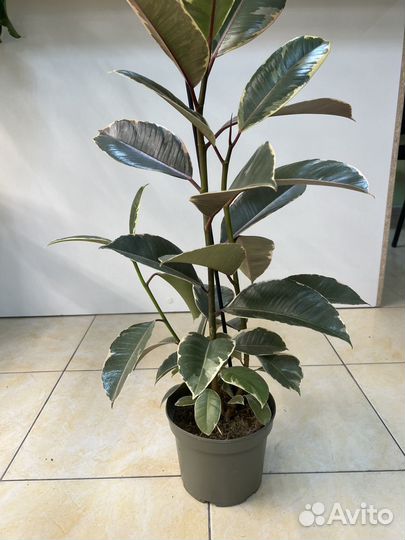 Фикус тинеке