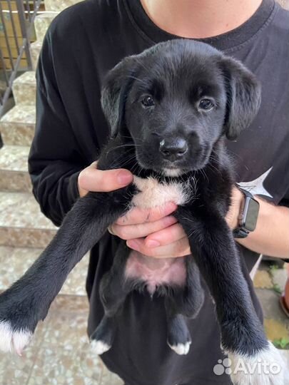 Щенок в добрые руки бесплатно