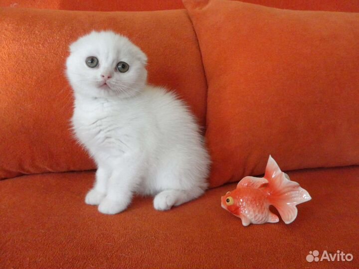 Белоснежные Шотландские Красавчики