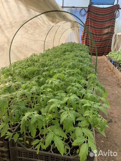 Рассада томатов