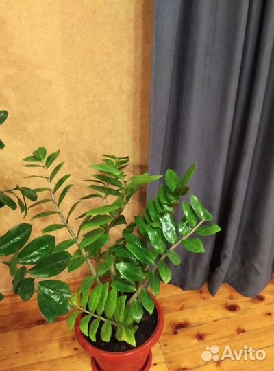 Замиокулькас