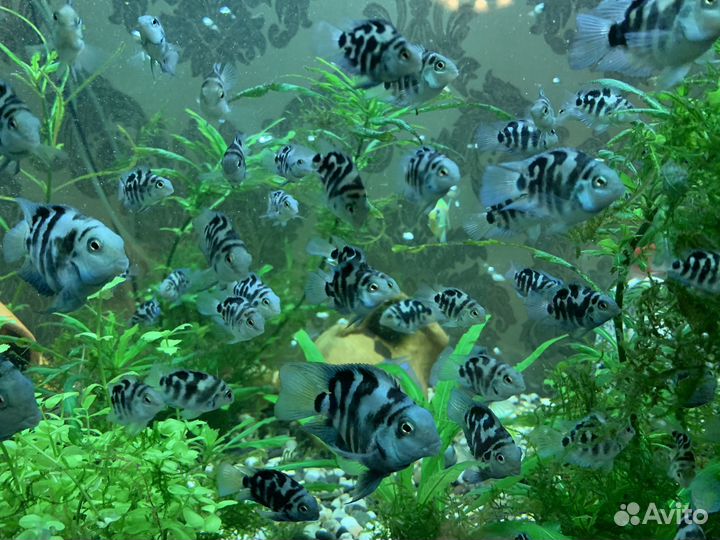 Рыба сапфировый попугай / Гуппи