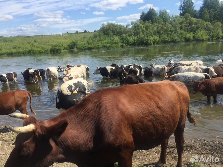 Быки на мясо, свинина коровы, телята