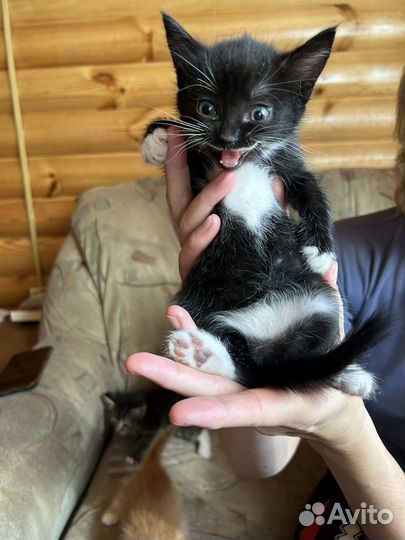 Котята домашние