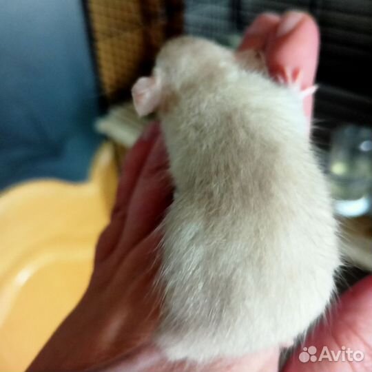 Крысята дамбо