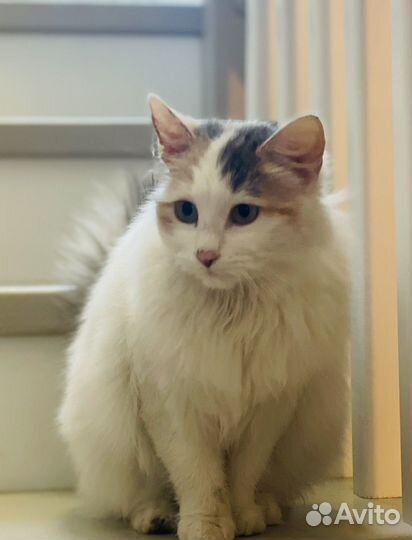 Трехцветная кошечка