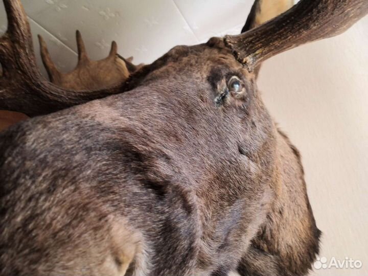 Чучело лося