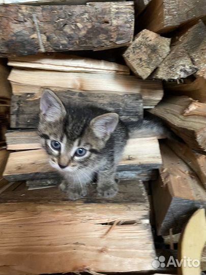 Котенок