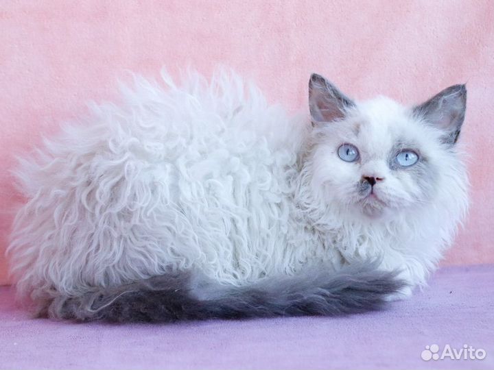 Селкирк рекс Лунтик