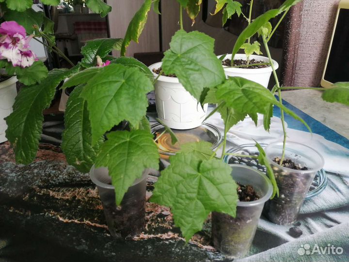 Абутилон Джульетта