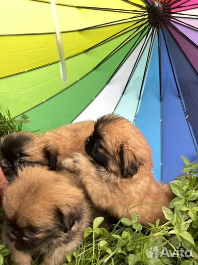 Щенки пекинеса