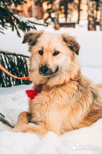 Проводник в мир приюта
