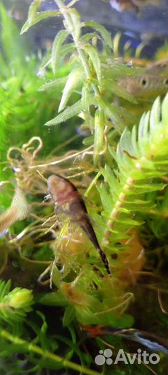 Аквариумные рыбки