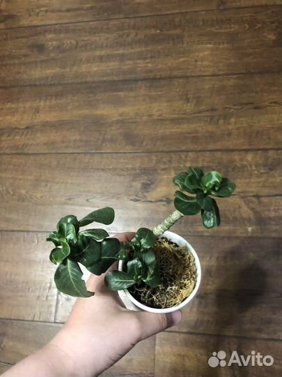 Адениум комнатный