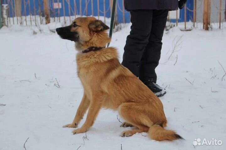 Маленькая собака в добрые руки