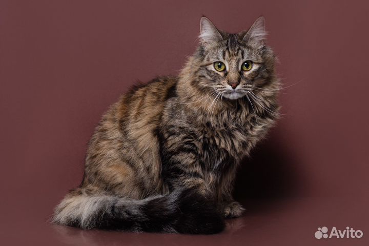 Сибирская кошка