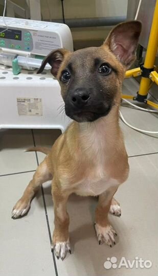 Спасите Бимку