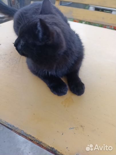 Отдам в добрые руки метиса мейн куна