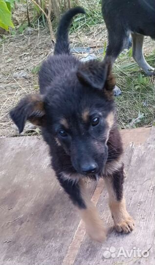 Собака в добрые руки щенок