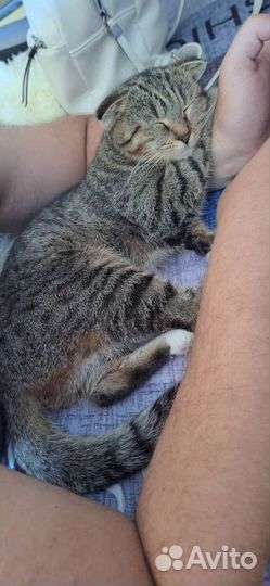 Случка кошки британки