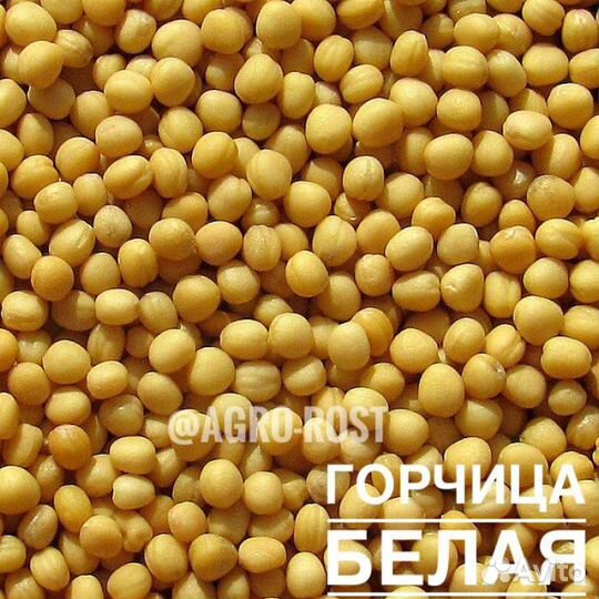 Горчица белая/желтая