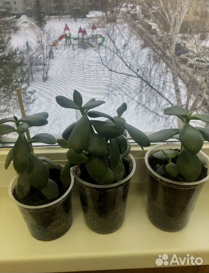 Толстянка (Крассула)