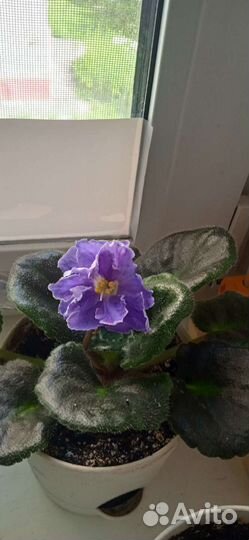 Детки сортовых фиалок, стартеры