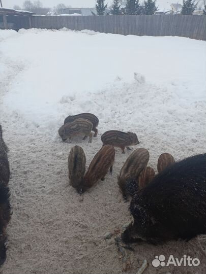 Дикие кабаны