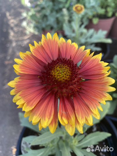 Гайлардия: Меса Ред. Меса Пич, Меса Брайт Колор