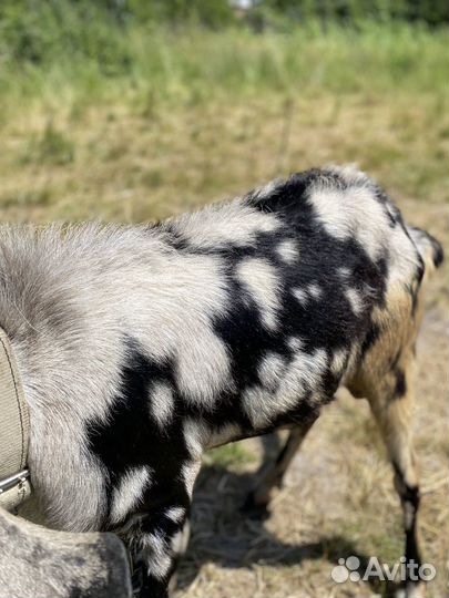 Козлики ч/п нубийские продажа и покрытие