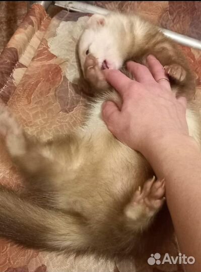 Вязка хорька