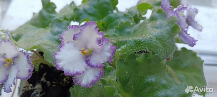 Сортовые фиалки