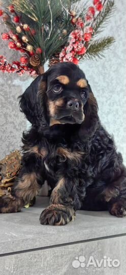Кокер спаниель