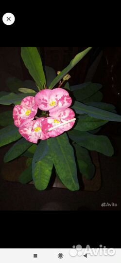 Эуфорбия Миля