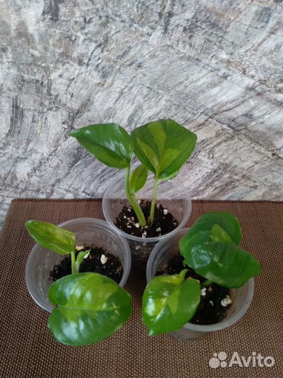 Ампельные растения