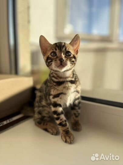 Бенгальские котята