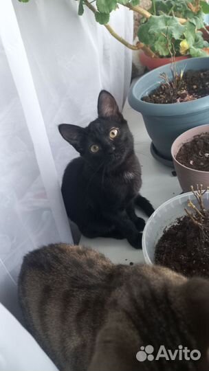 Дора ищет новый дом