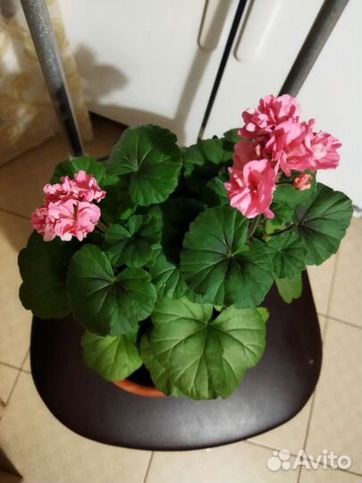 Пеларгония герань