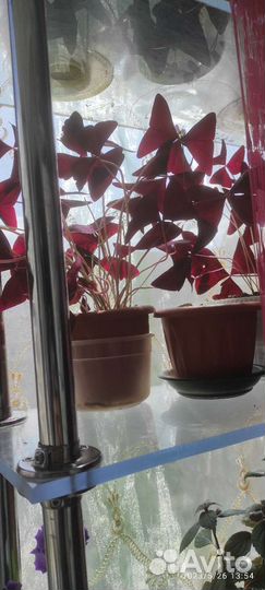 Кислица, оксалис, фиолетовый