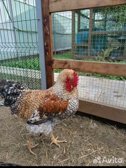 Петух белефельдер